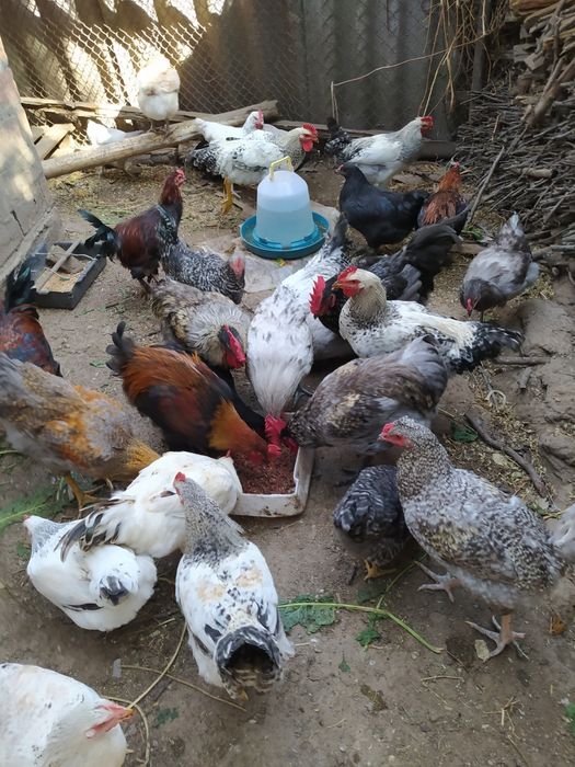 Інкубаційні яйця