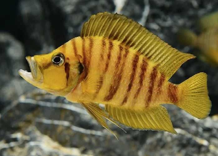 GB TANGANIKA Compressiceps Gold Head, Calvus Gold - dowóz ryb!