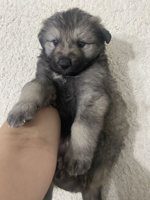 Віддам собаку в дуде добрі руки