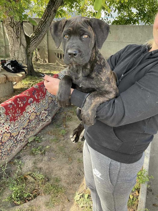 Продам щеня корсятко