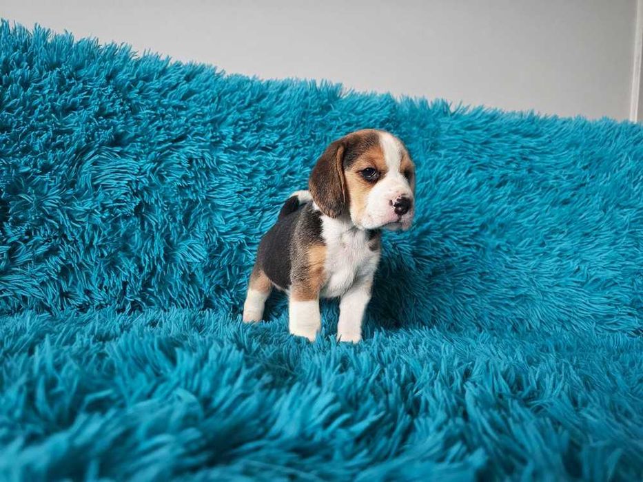 BEAGLE-szczeniak, po rodzicach z cudownym charakterem, ZKwP