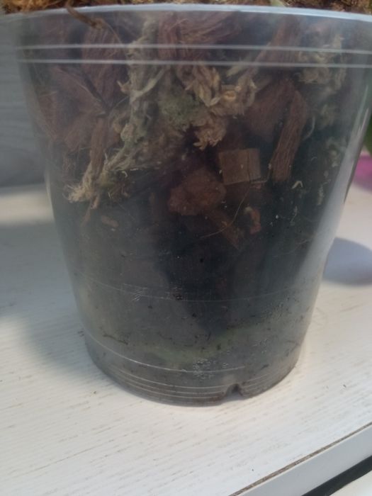 Орхідея біла зі сплешем