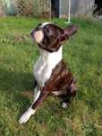 Reproduktor Boston Terrier Zkwp Legnica FCI
