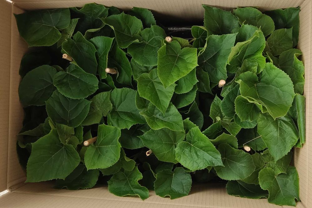 Paulownia Híbrida Turbo Pro em Vaso de 600 ml