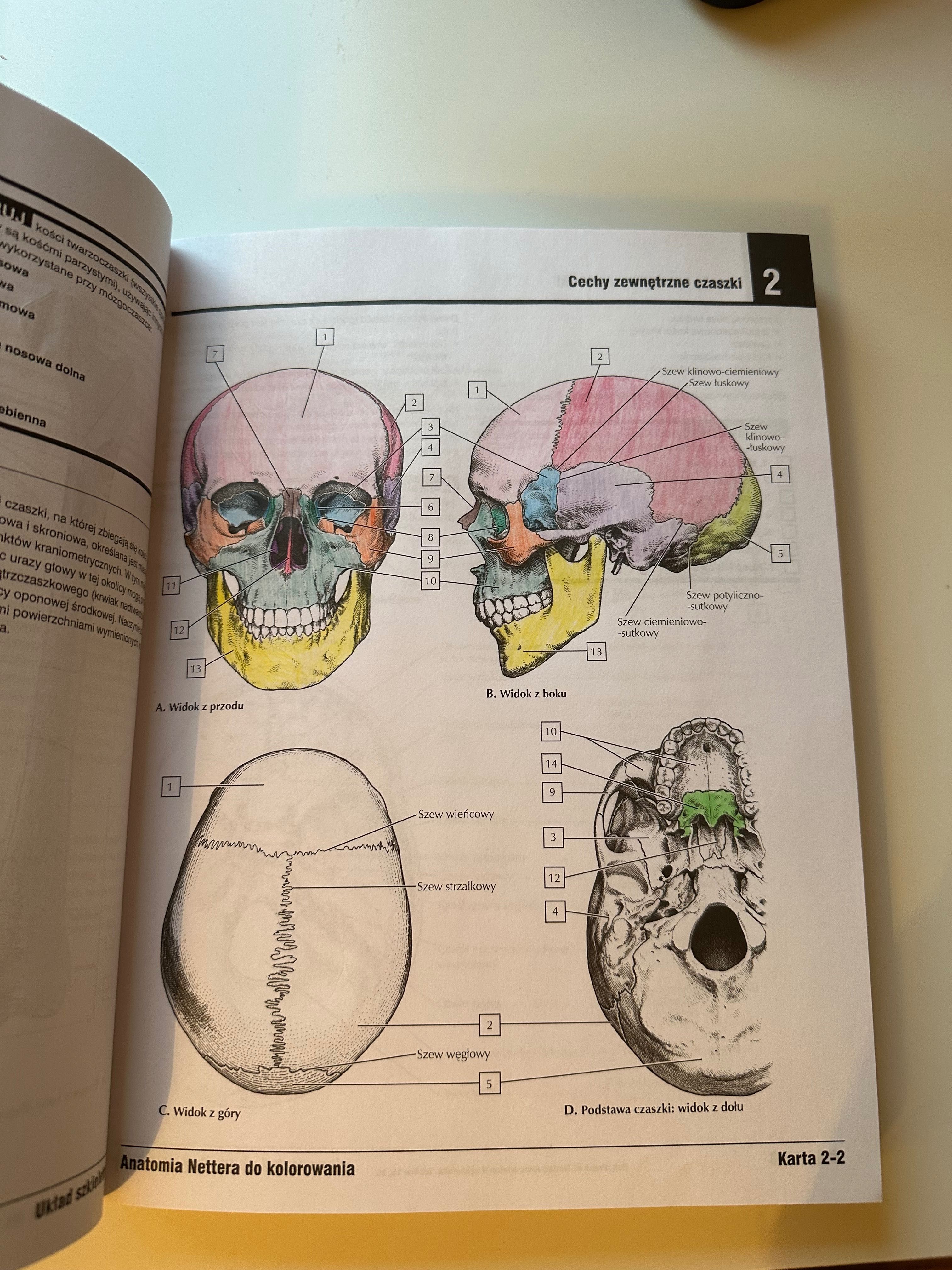 Anatomia Nettera do kolorowania