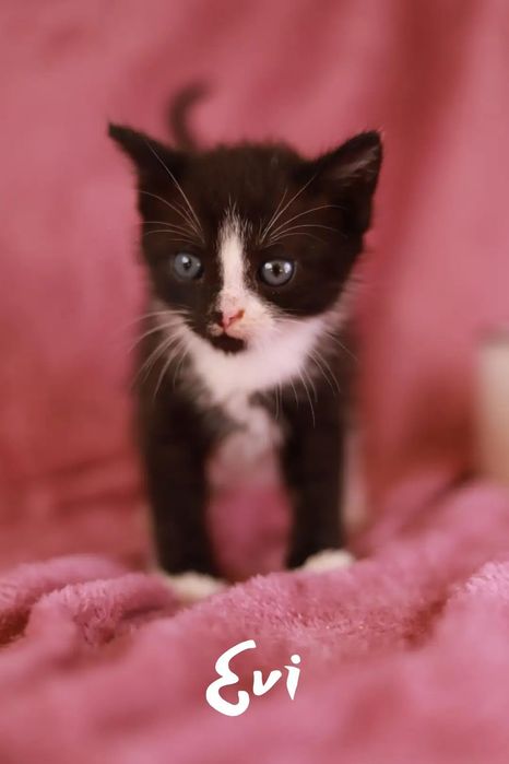 Weź na kolana kota! Adoptuj i podaruj szczęście