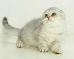 Шотландский котенок, скоттиш фолд,  девочка с родословной из питомника