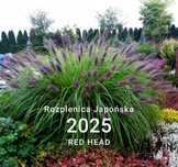 Rozplenica japońska Red Head trawa ozdobna wieloletnia P11