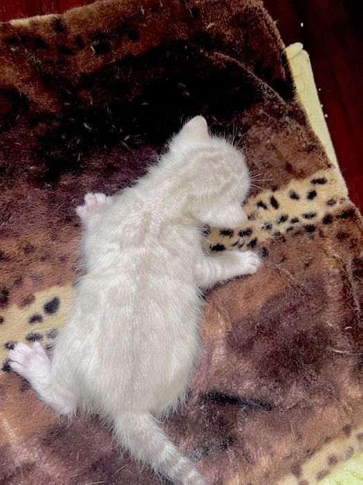 Gatinho Bengal snow linx registado