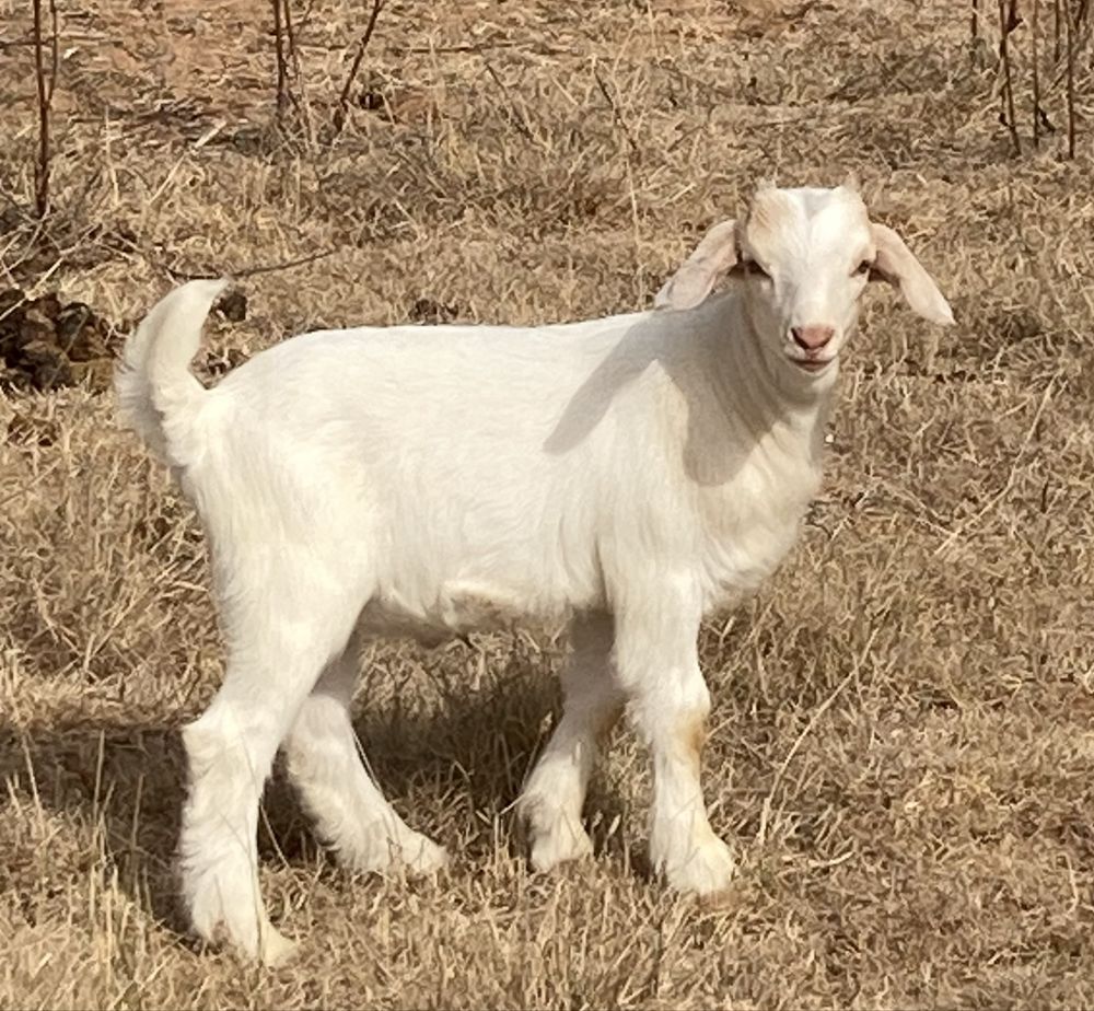 Cabrito cruzado de Boer