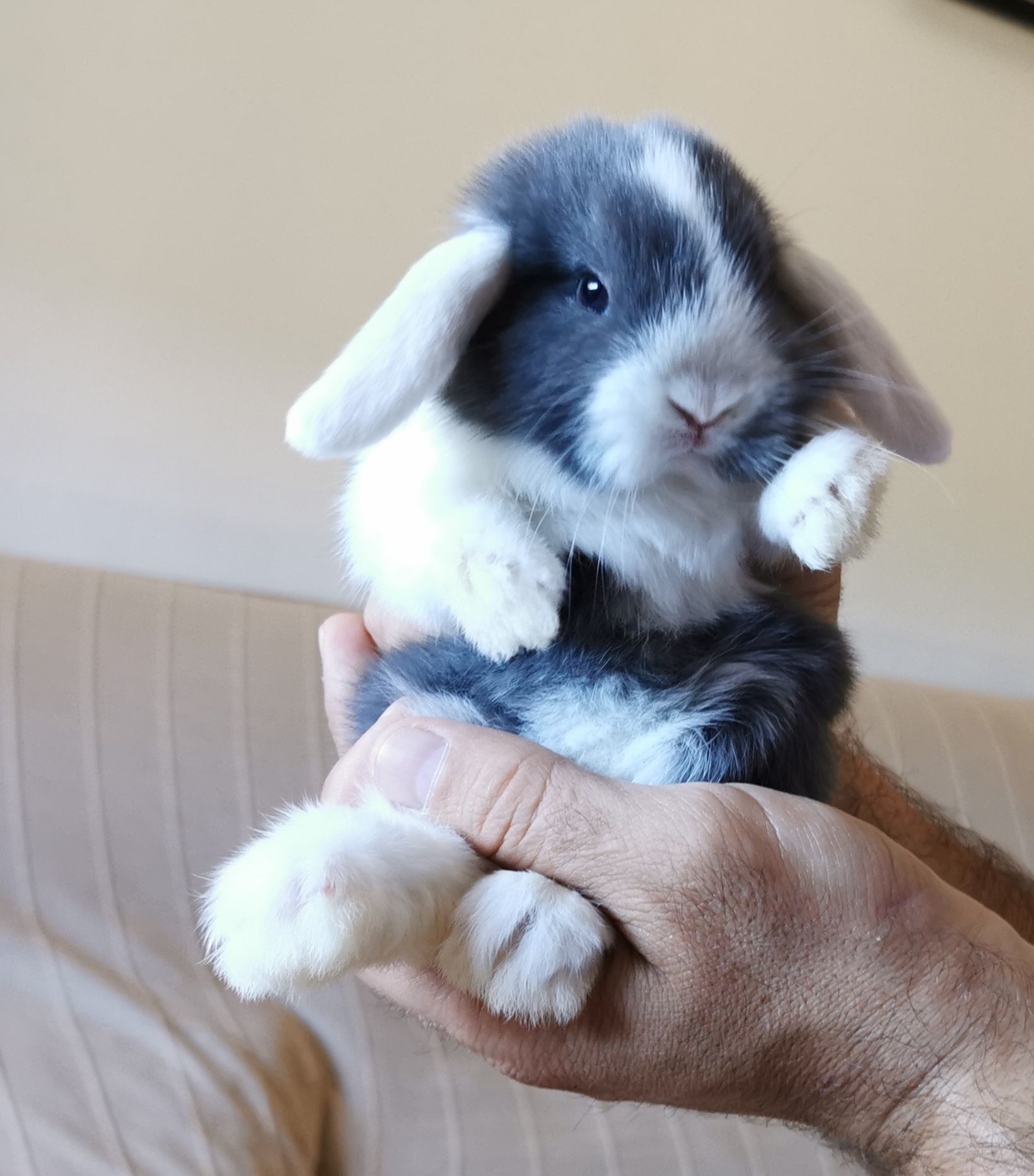 KIT Coelhos anões mini Lop(orelhudos) muito dóceis