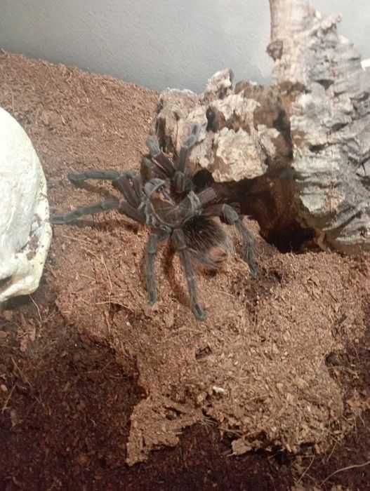 Pamphobeteus sp. Machalla samica