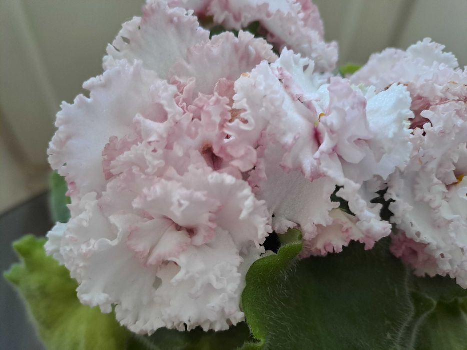 Фіалка ЕК-Морячка Reining beauty (cпорт) ЕК-Морской волк Аэлита (Морев