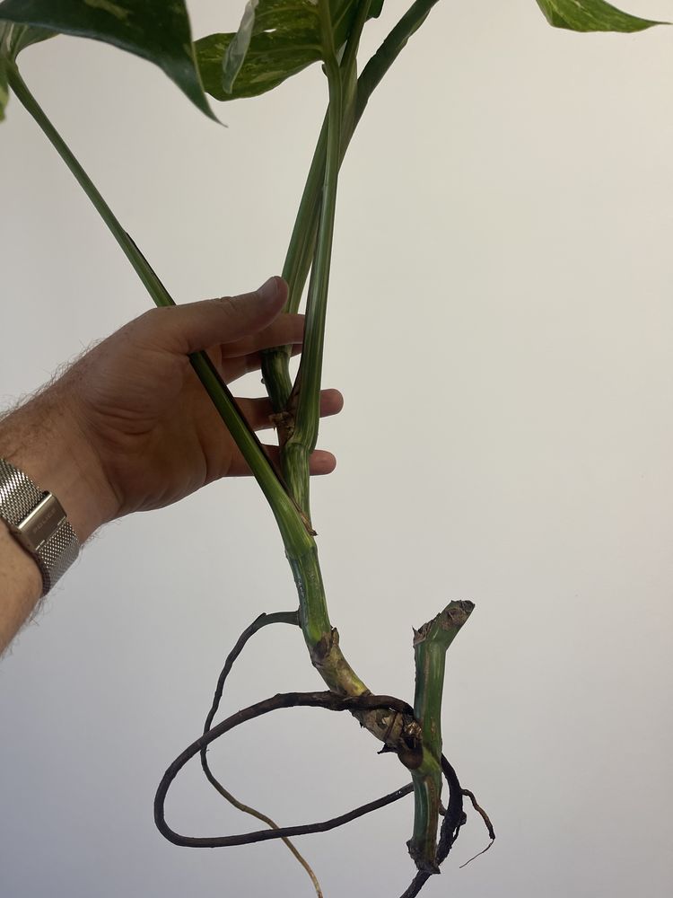 Monstera variagata