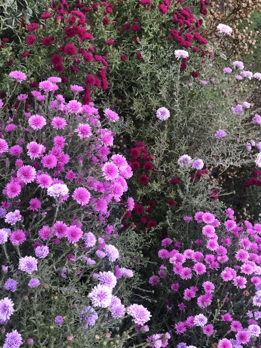 Морозець,айстра багаторічна