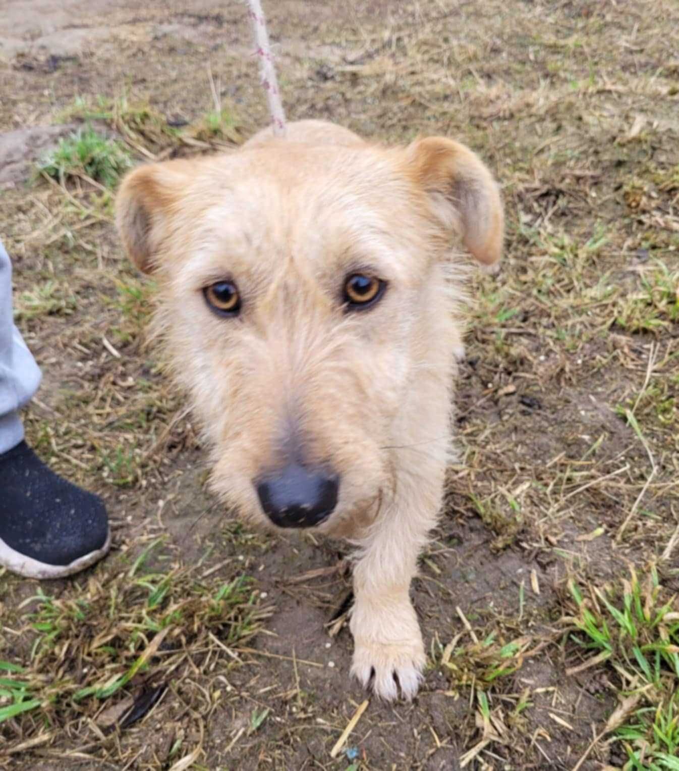 Mały, delikatny KREMUŚ szuka domu !! Do adopcji !!