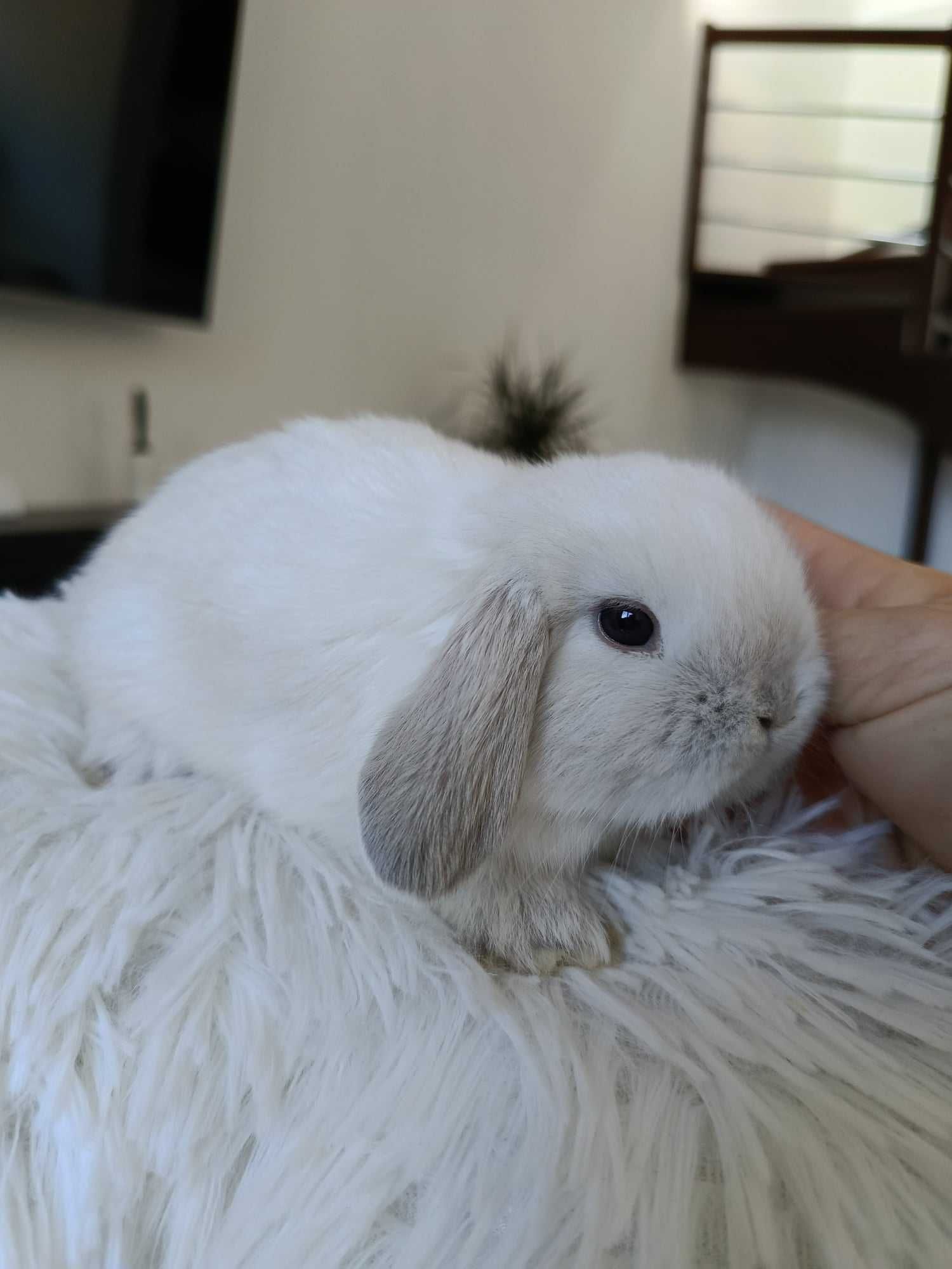 Mini lop karzełek Teddy hodowla zarejestrowana