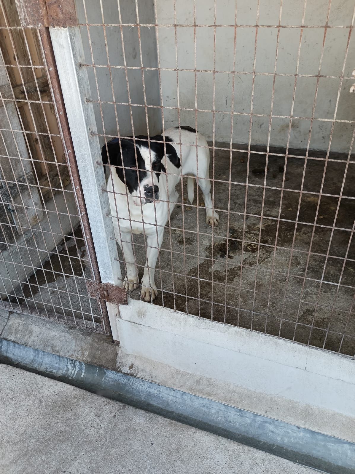 Cães de caça ao javali