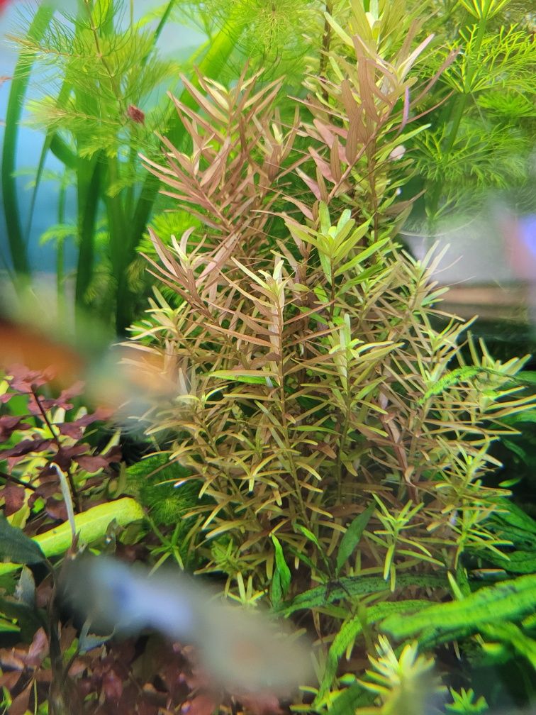Rotala- sprzedam