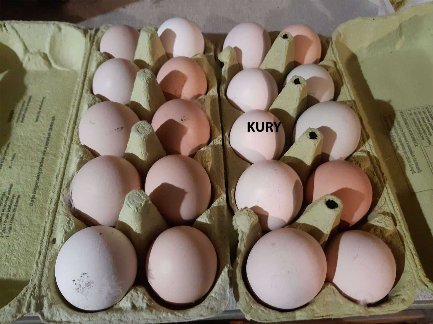 Jaja lęgowe drób zagrodowy - kaczki piżmówki, perlice, kury