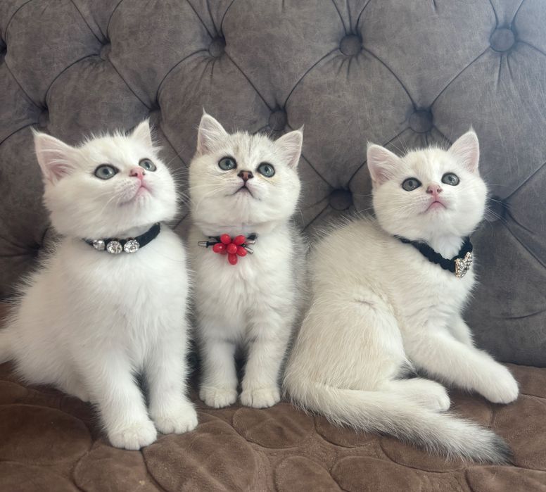 Британські срібні шиншили.