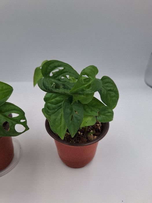 Monstera monkey mask adansoni