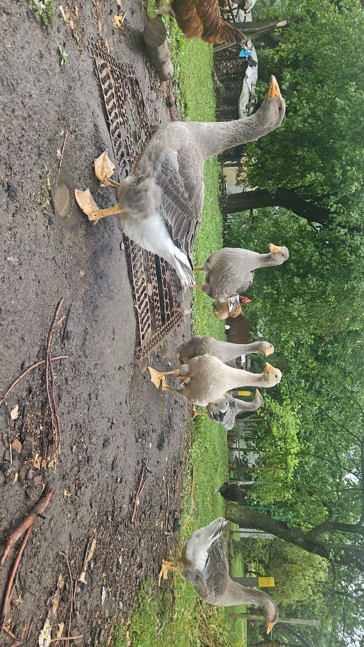 Gęsi tuluskie młode