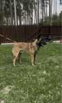 Owczarek belgijski malinois roczny pies