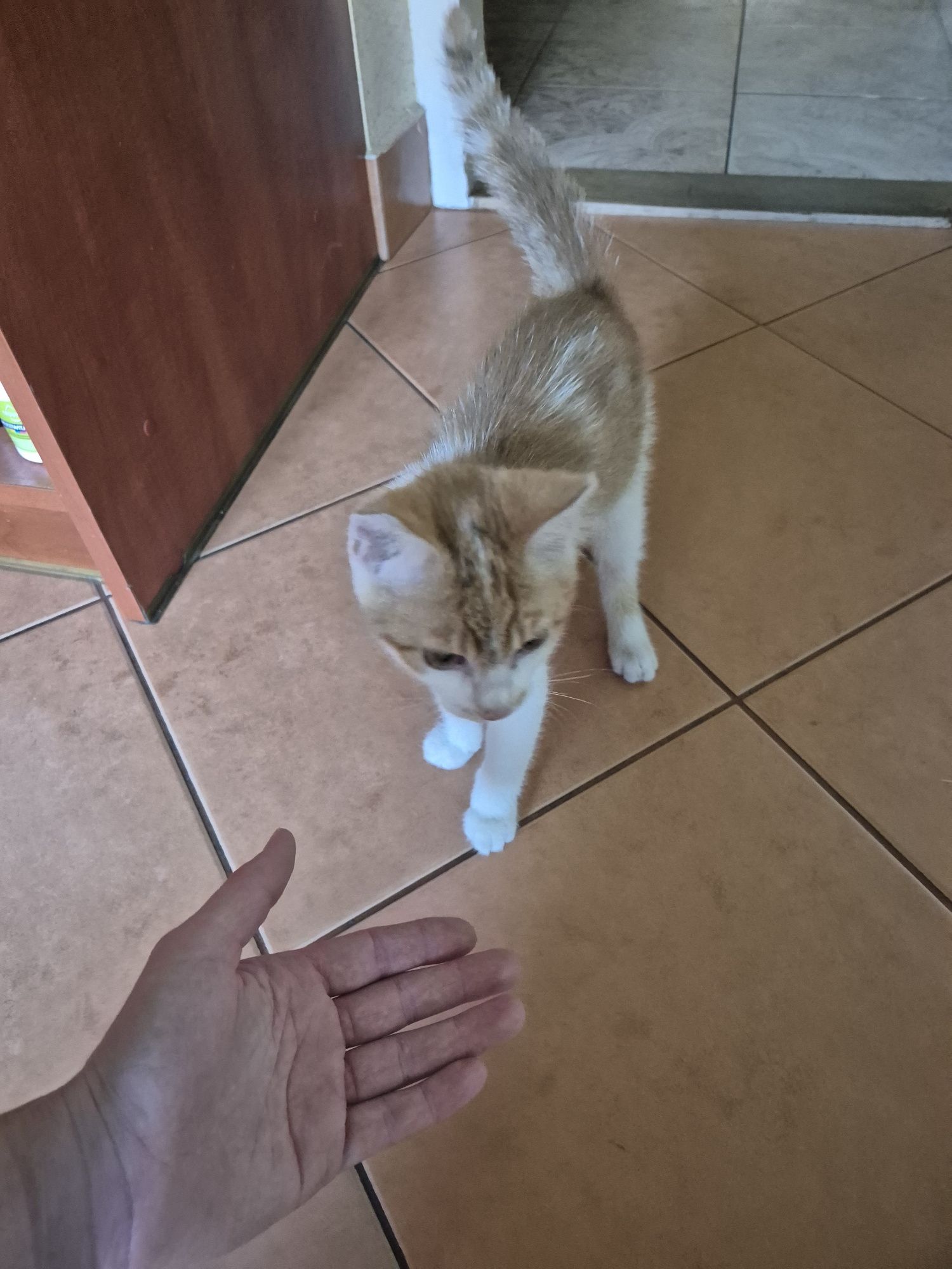 Oddam w dobre ręce kotka