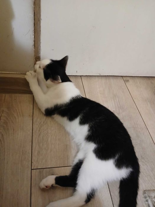 Truskawka potrzebuje domku na całe życie!!!