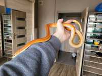 Wąż zbożowy bloodred stripe SAMICA