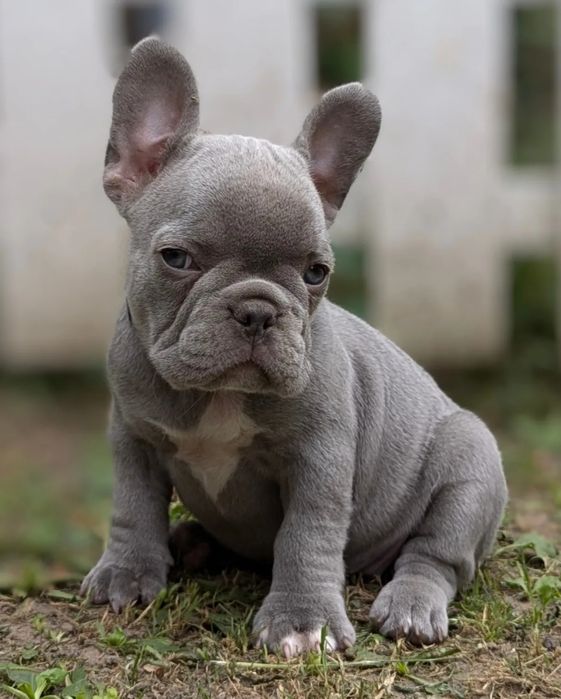 ТОП якість. Цуценята французького бульдога