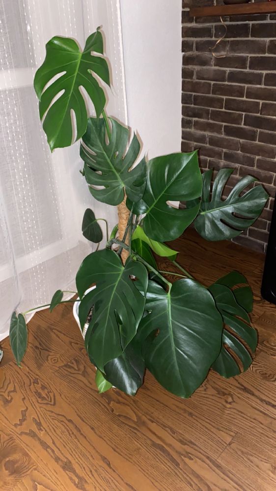 Monstera w doniczce