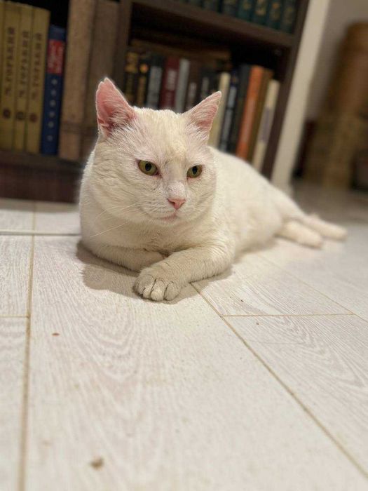 ніжний та харизматичний кіт, дуже лагідний