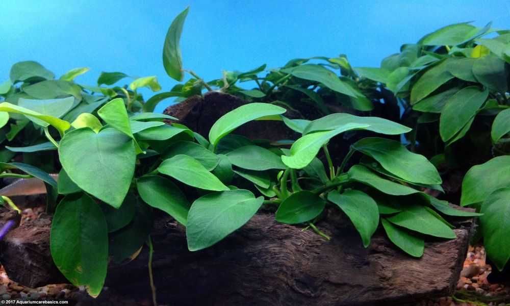 Anubia Barteri nana – Planta aquática