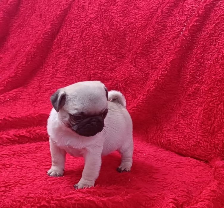 Fêmea Pug carlin