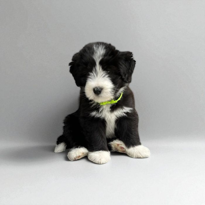 Bearded Collie FCI - suczka