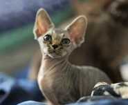 Hades pręgowany kocur devon rex