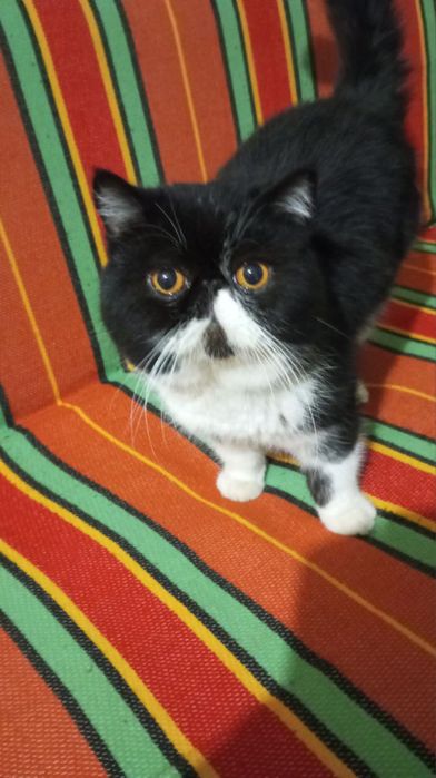 Кот, кіт екзот (вязка)