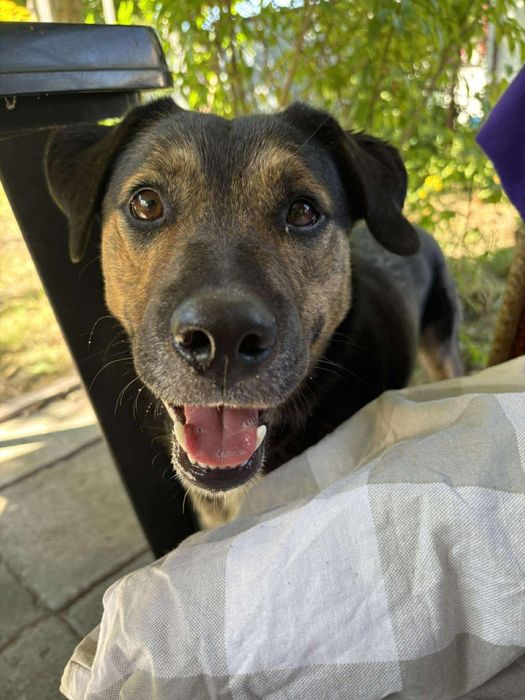 Piesek do Adopcji samiec