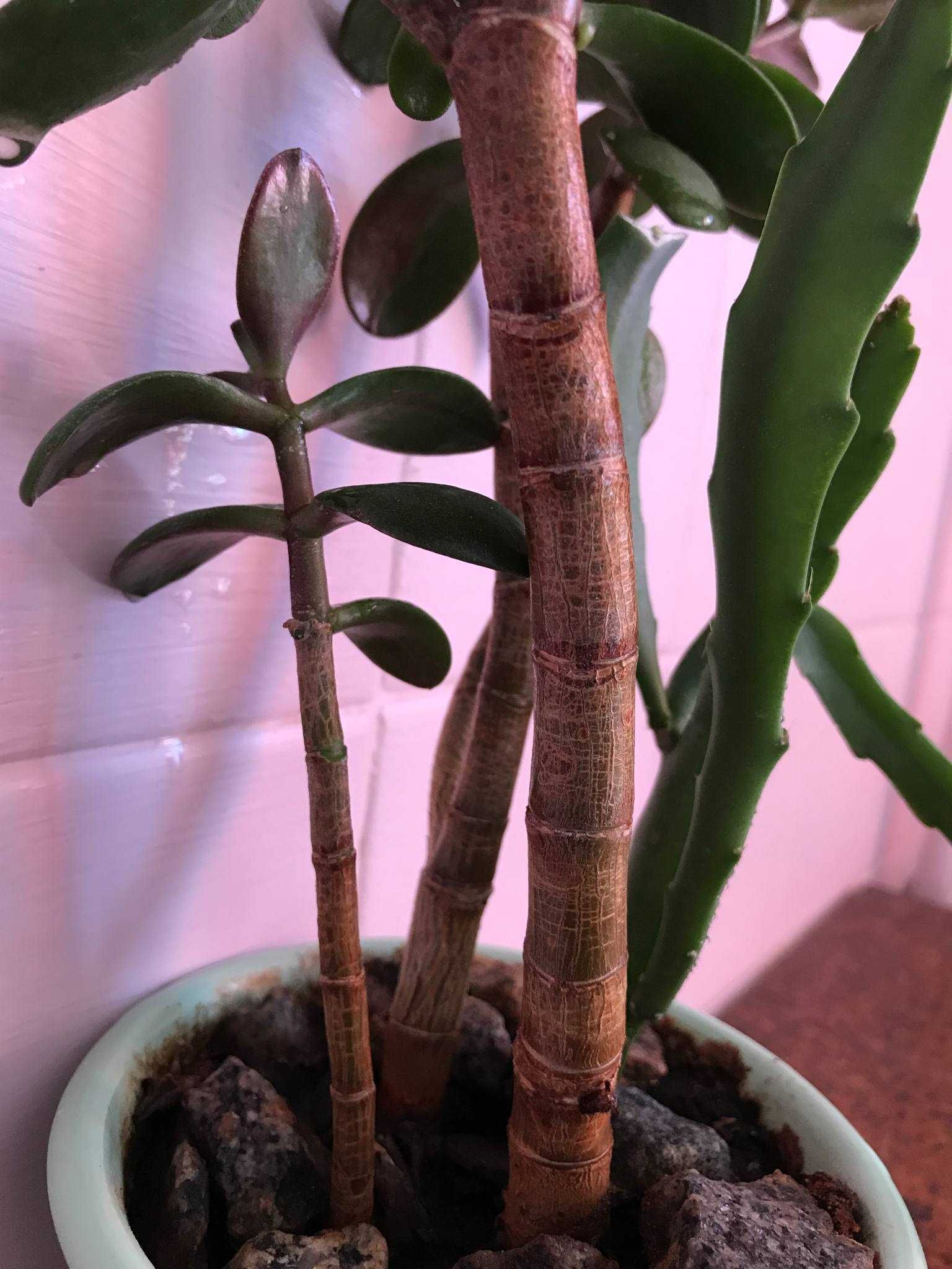 Толстянка денежное дерево (Crassula ovata)  3шт. растение вазон