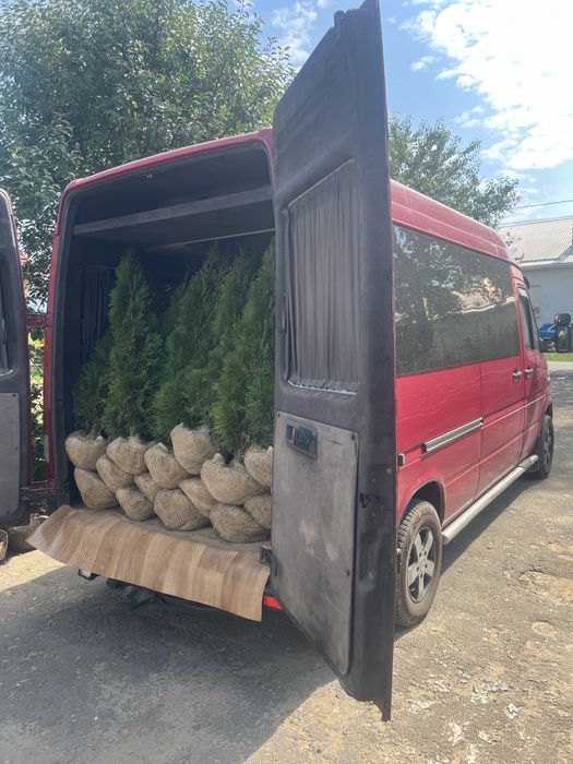 Туї, штамбові рослини, кипариси