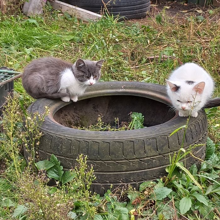 Котик в добрі руки