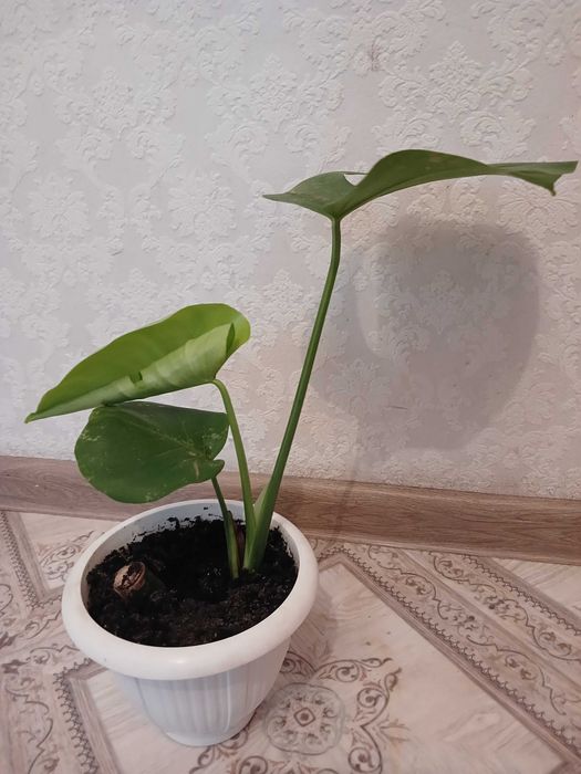 Монстера в горщику