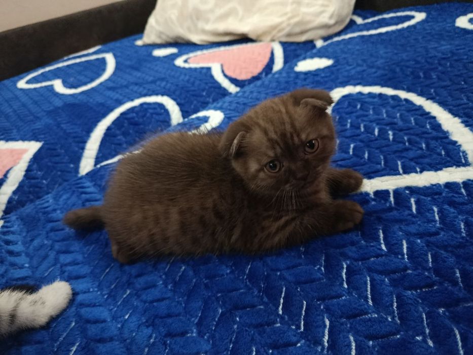 Продам шотландских кошенят.