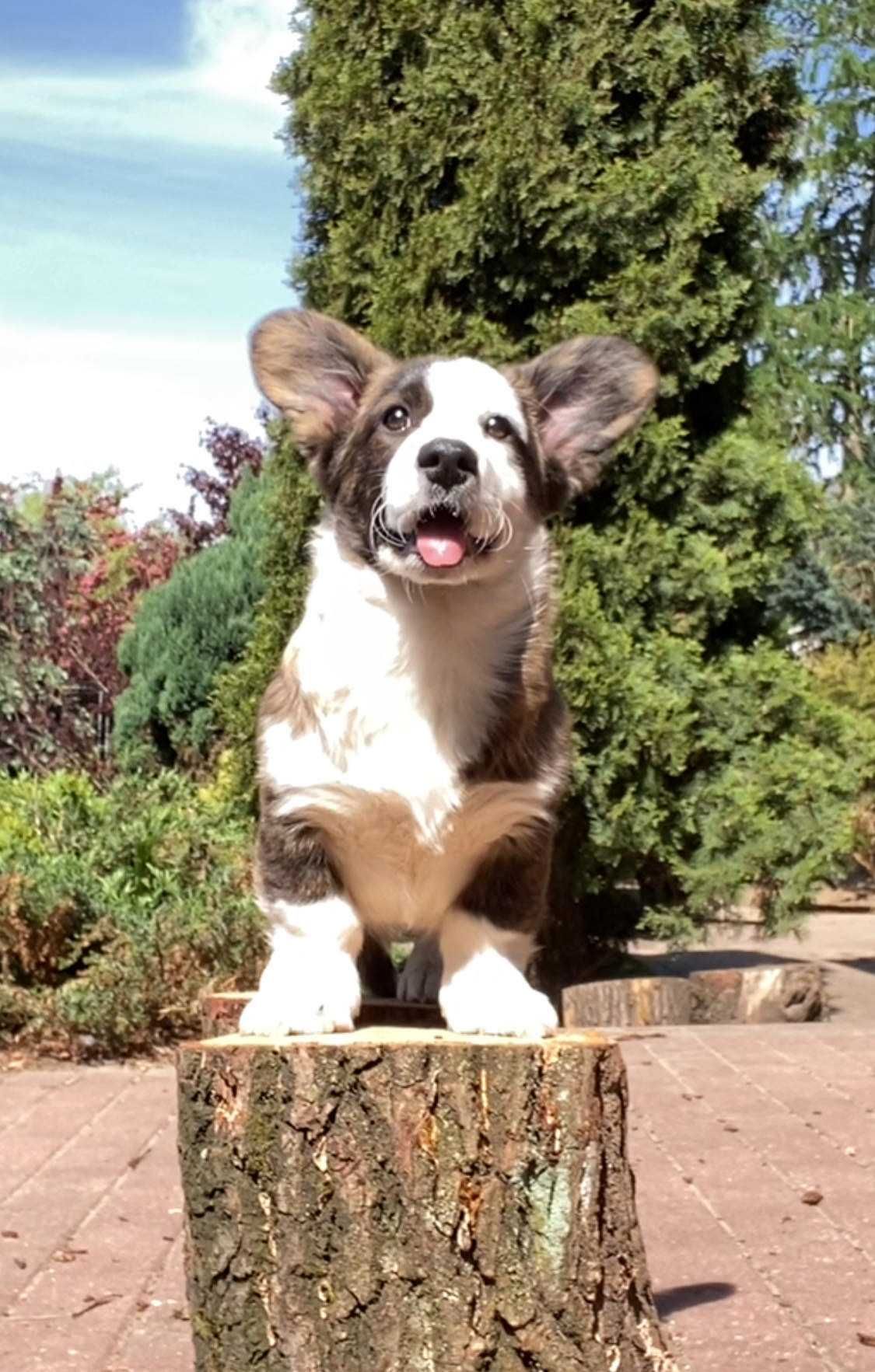 Welsh Corgi Cardigan