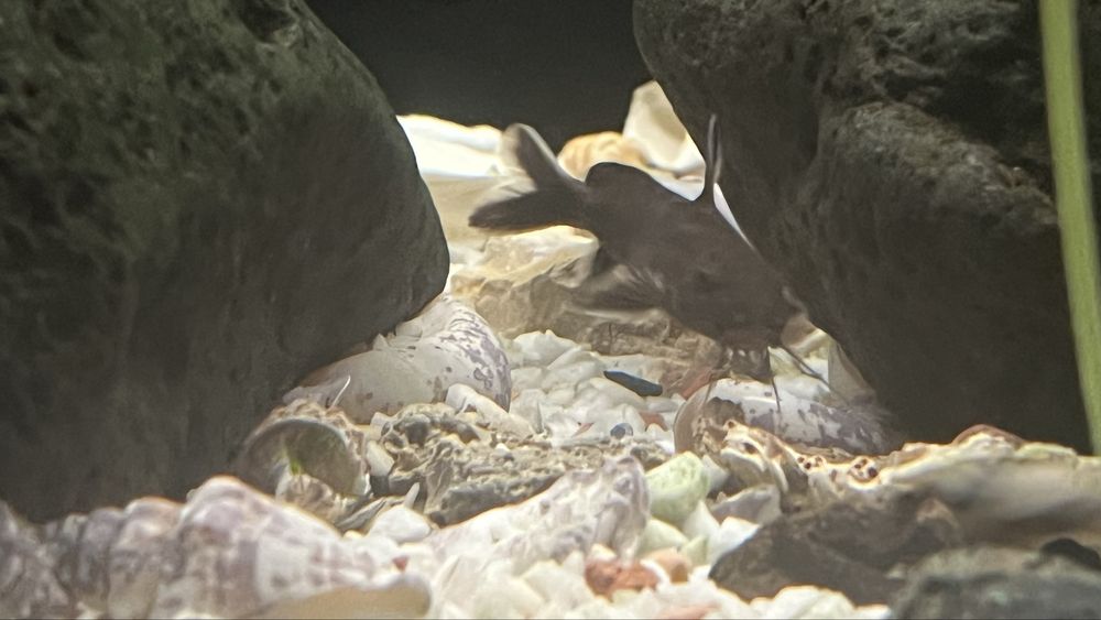 Ciclideos africanos do lago Tanganika