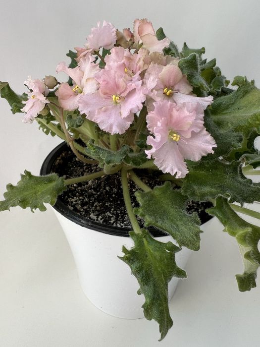 Продаю фіалки (сентполії)