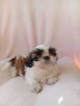 Śliczny piesek Shih Tzu Tri color