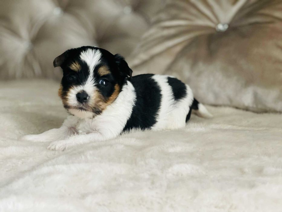 York Biewer - piękna malutka suczka po sprawdzonych przodkach.